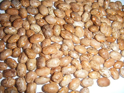 Over 100 Kentucky Cornfield Brown Greasy Beans Heirloom Seeds 100+ Bean-image