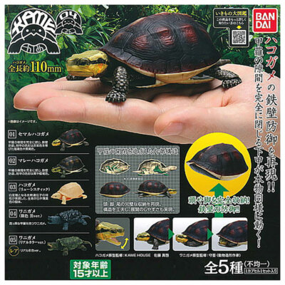 Turtle Vol. 4 Box Turtle & Alligator Snapping Turtle Mini Figure Collection-image
