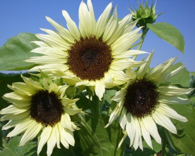 Moon Shadow Sunflower Seeds -Comb. S/H See Our Store for over 900 kinds of seeds-image