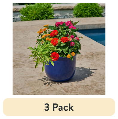 3 pack Better Homes & Gardens 12