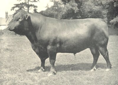 RED POLLED BULL. 