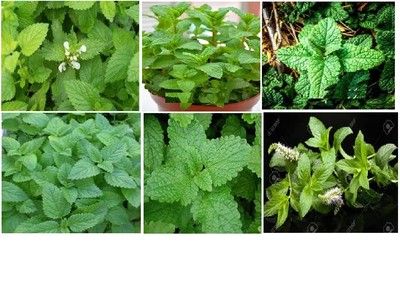 Lemon Mint Herb Plant Smells Like Lemon OVER 25 Seeds USA Seller-image