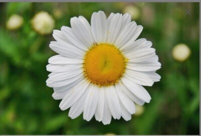 TFH Rainbow Over His Head Quilt Kit-image