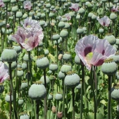 Over 20,000 Stratified Tasmanian Papavaer Somniferum Poppy Seeds for Planting-image