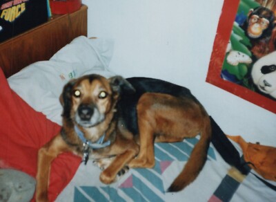 1990s Handsome Dog Portrait Lying Bed Plush Toys Comfortable Cozy-image