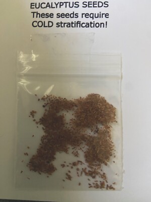 100 + Eucalyptus Seeds 2024 FREE SHIPPING.  Now With Over 100 Seeds Per Packet-image