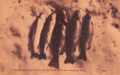 Lander WY Wyoming Golden Trout Fishing Wind River Mountains Vtg Postcard B35-image
